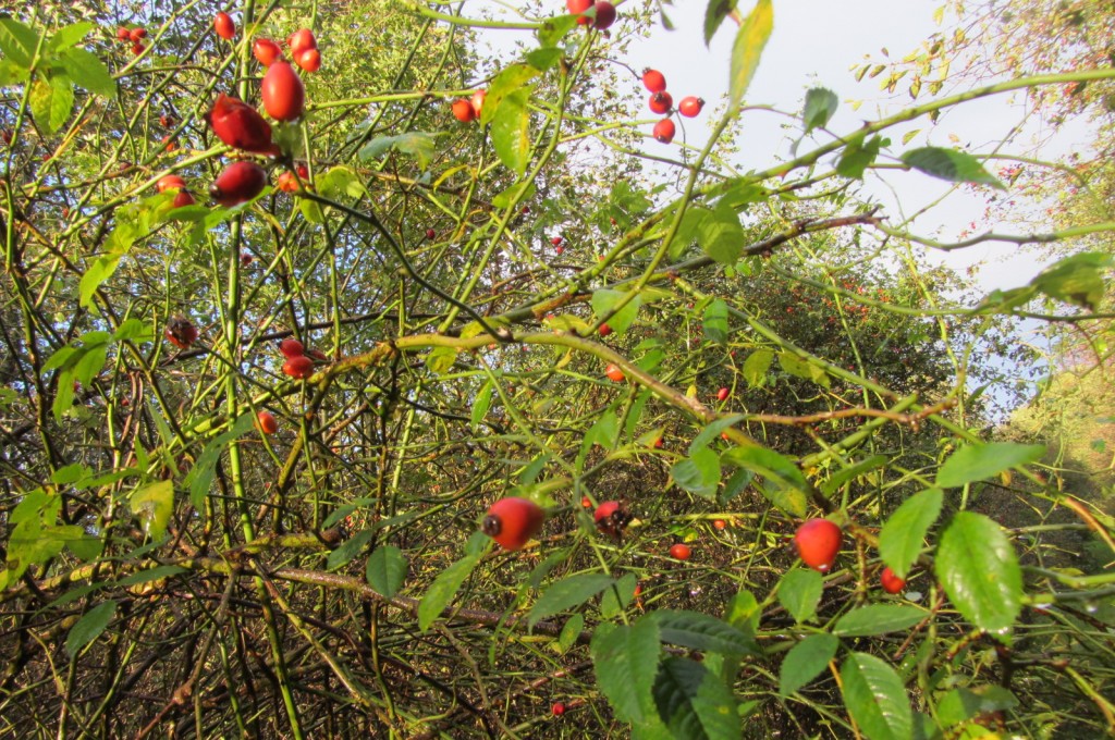 Rosehips at their best
