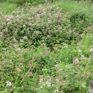 A fine showing of bramble flowers - a sign of good things to come?