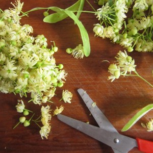 Lime flowers, snipped and ready for drying