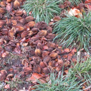 Beech nuts on the ground - these are easier to get at, but the squirrels might have got there first