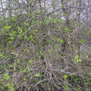 Hawthorn in leaf mid-February